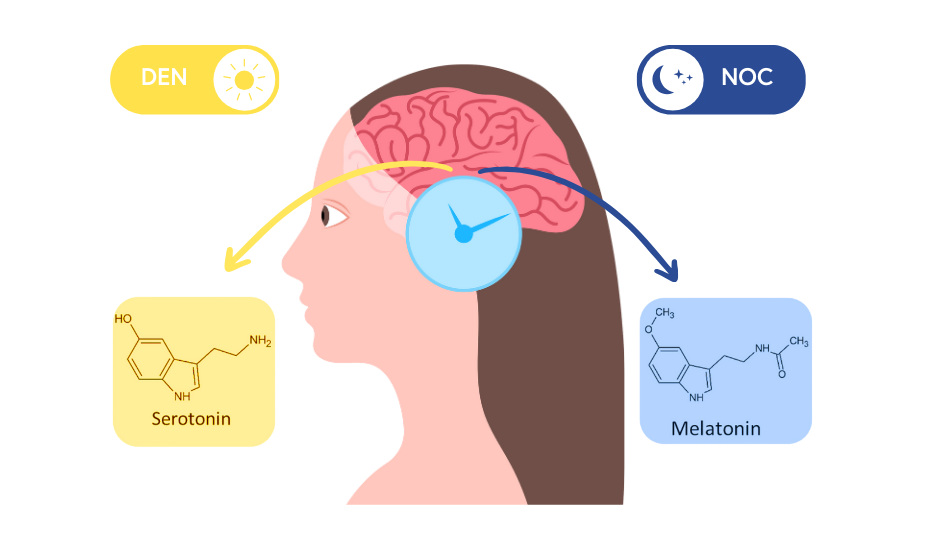 How Serotonin, the Happiness Hormone, Relates to Circadian Rhythms and How to Naturally Increase Its Levels