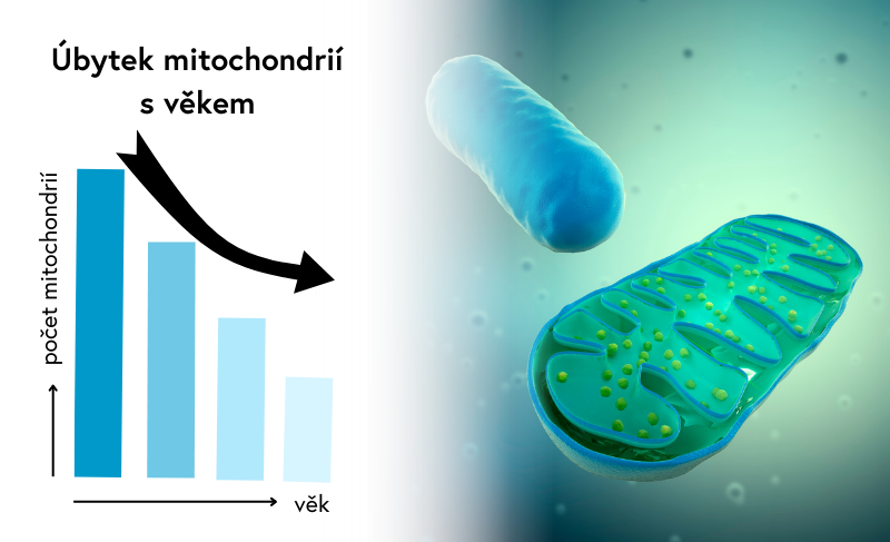 mitochondrialni-pokles-1